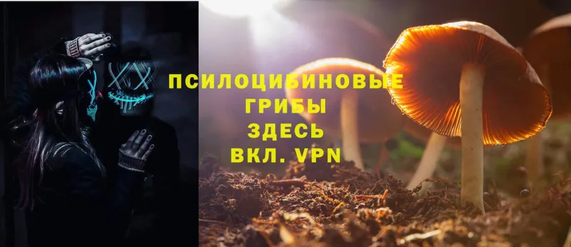 Галлюциногенные грибы Psilocybine cubensis  даркнет какой сайт  Байкальск 